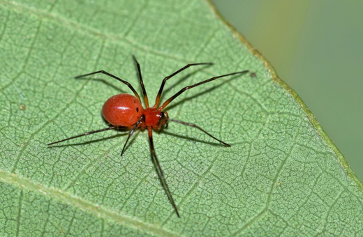daños de la araña roja en plantas