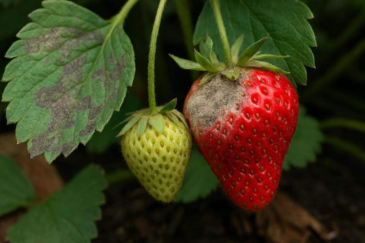 Fresa afectada por botritis o moho gris en cultivo, con síntomas visibles en el fruto y la hoja