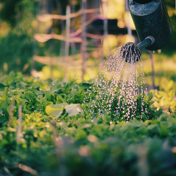 abonos productos plantas prot-eco