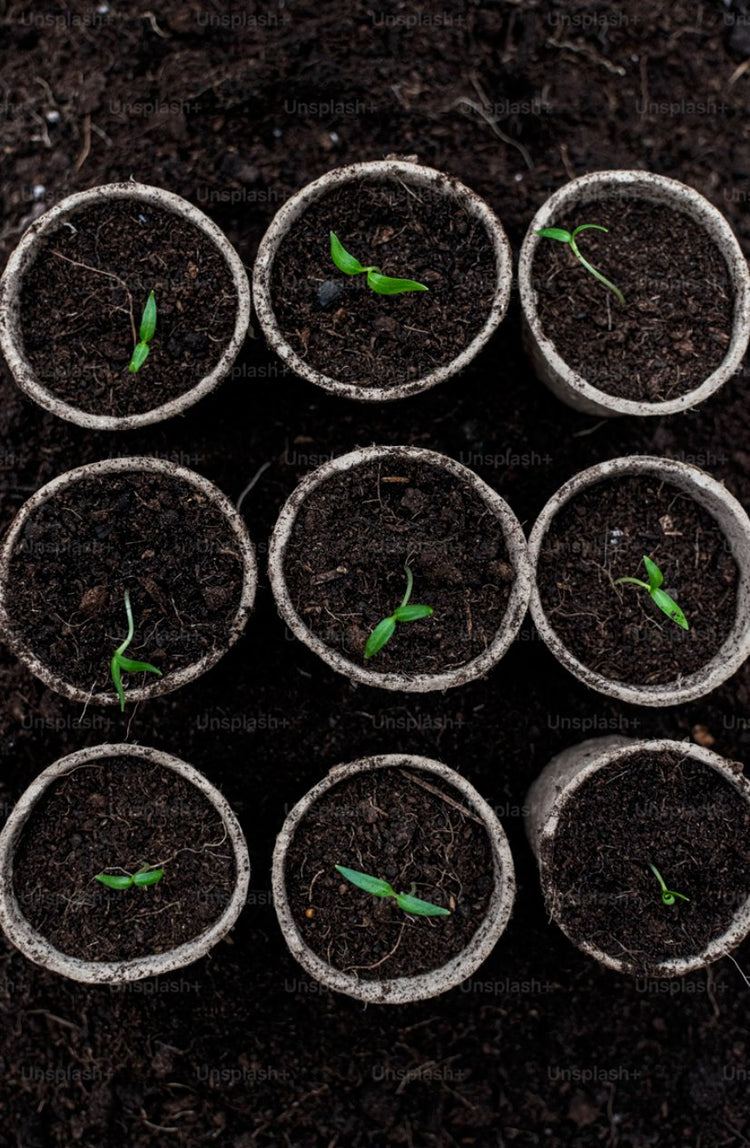Prot-eco cultivo