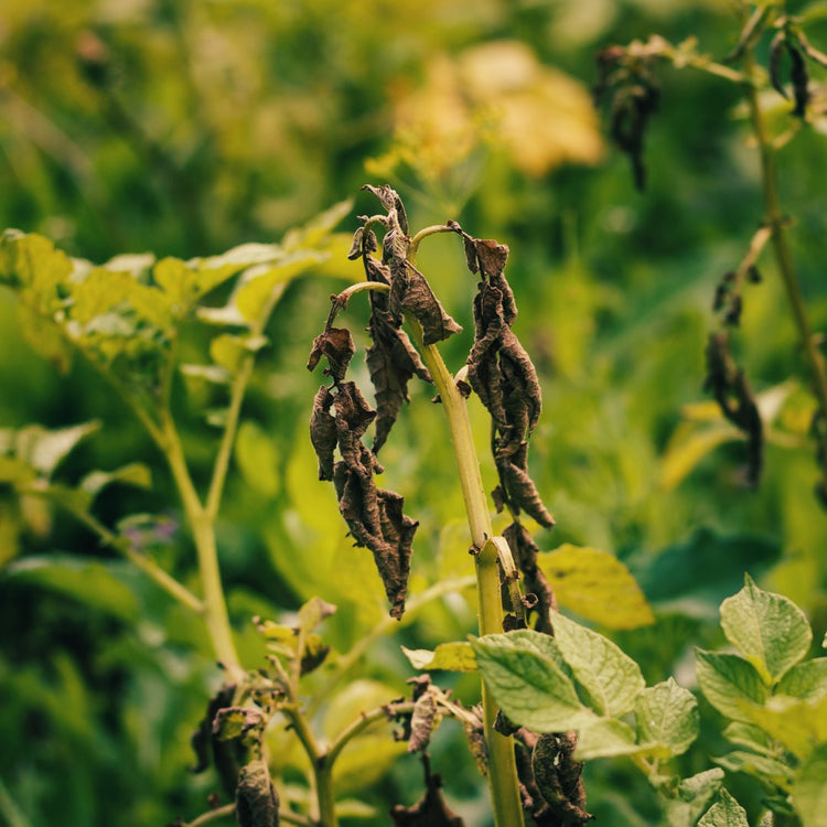 enfermedades productos plantas prot-eco