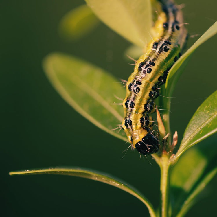 plagas productos plantas prot-eco