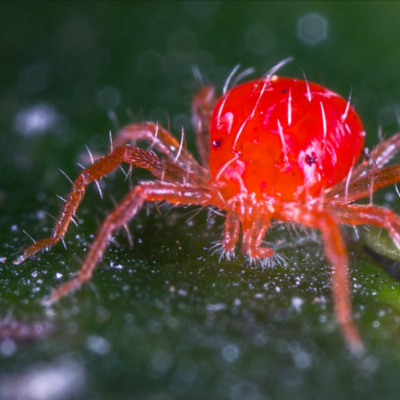 Araña roja en hoja de planta – plaga común en jardinería y cultivos hortícolas