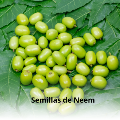 Semillas de neem – origen natural del insecticida ecológico para plantas
