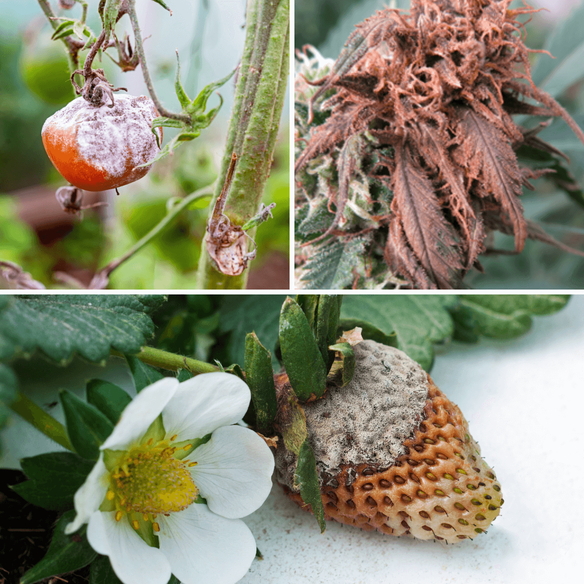 Botryprot PROT-ECO / Ecological Treatment against Botrytis and Gray Rot in Plants