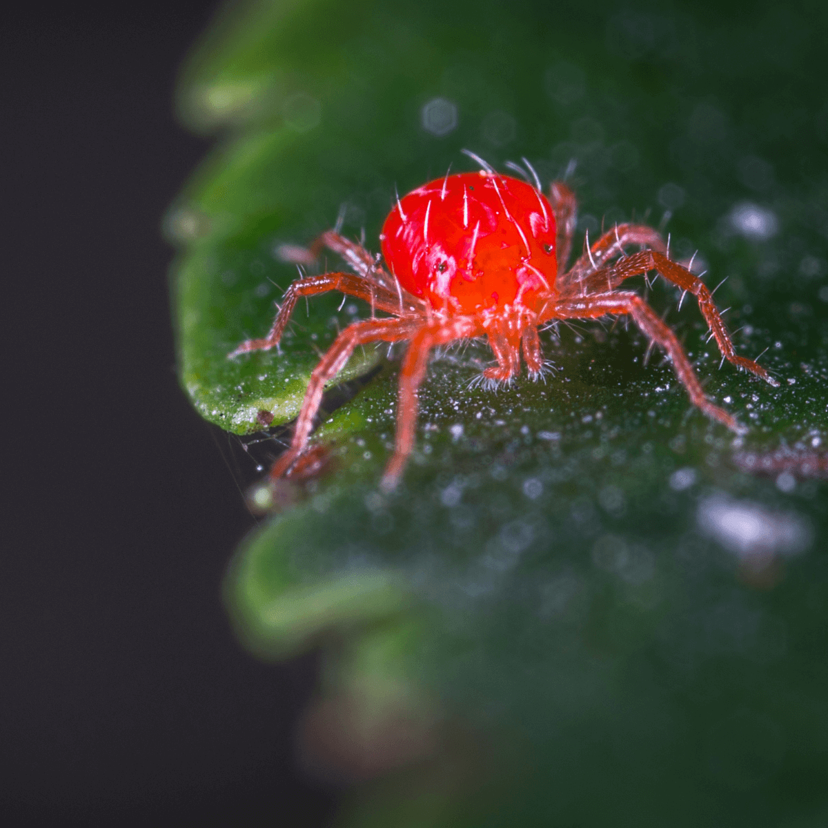 Cinnaprot Plus PROT-ECO /Tratamiento Ecológico contra Araña Roja y Ácaros en Plantas