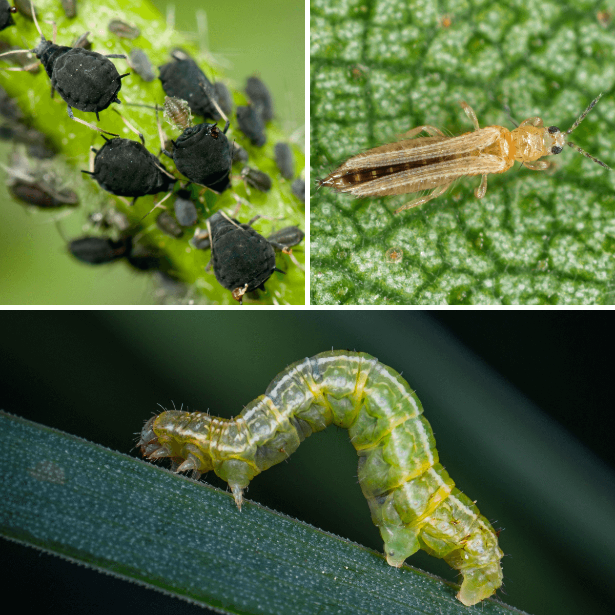 Dactyprot PROT-ECO / Traitement écologique contre les thrips, cochenilles, araignées rouges et chenilles sur les plantes