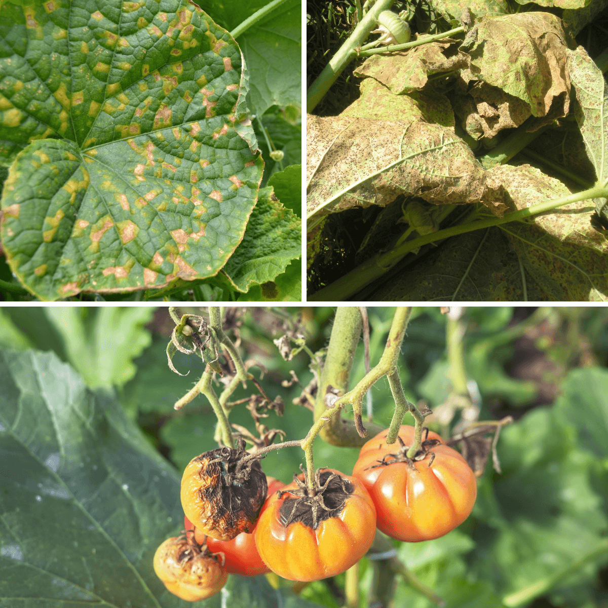 Mildiuprot+Prot-eco / Solution naturelle contre le mildiou des plantes