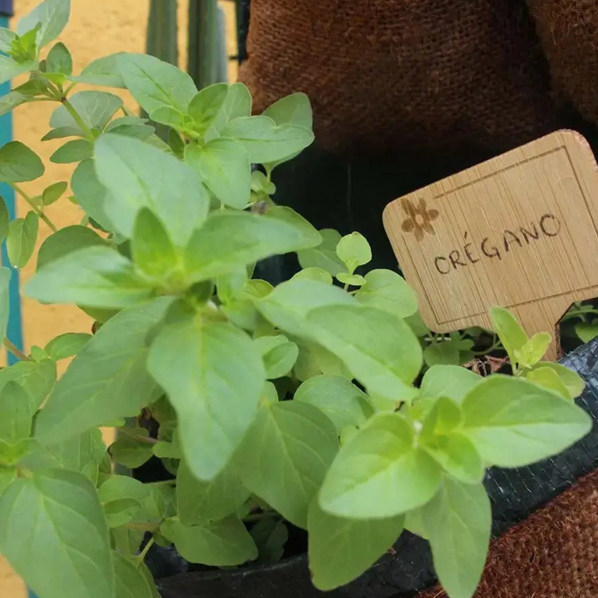 planta de orégano cultivada en casa con kit grow me kitchen