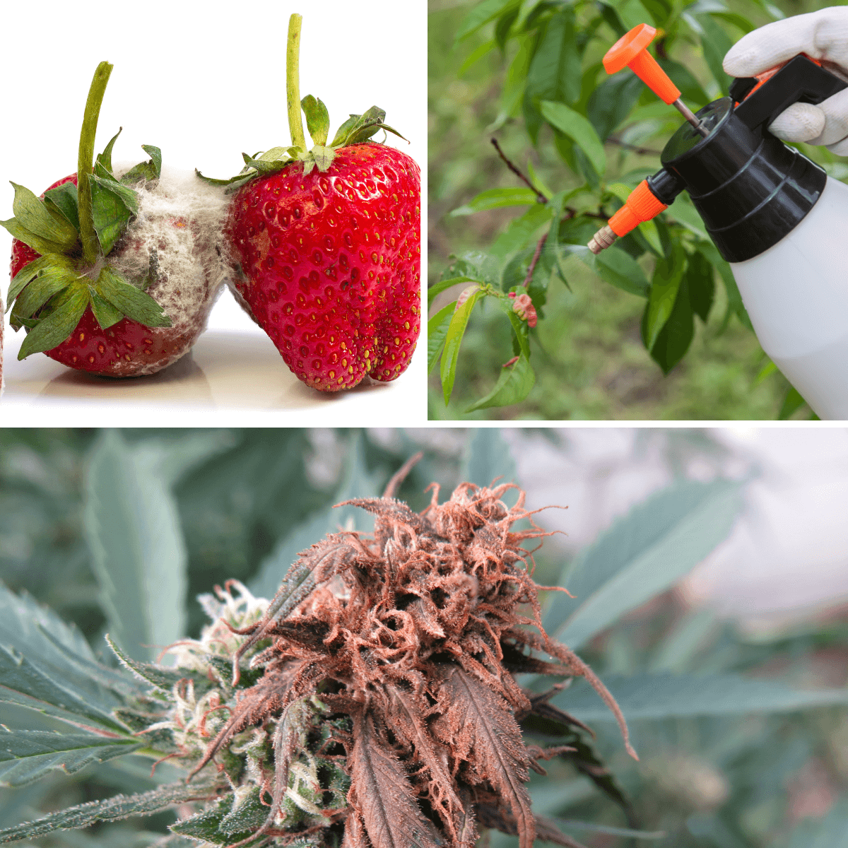 Pack Salud Vegetal PROT-ECO – Defensa Ecológica Antihongos