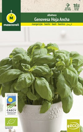albacha semillas planta