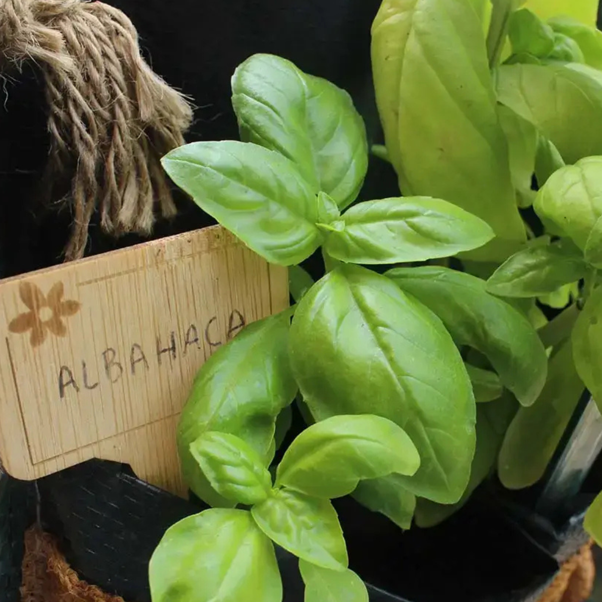 Albahaca cultivada en casa con kit Grow Me Kitchen