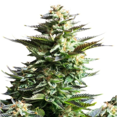 foto marihuana amnesia haze
