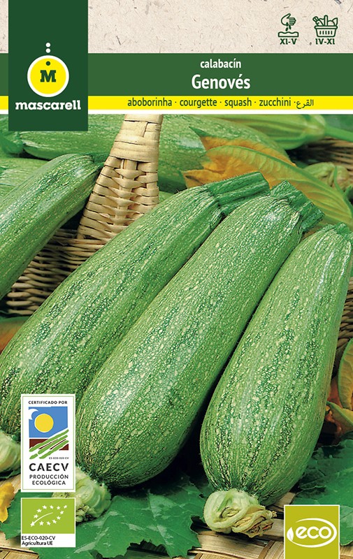 calabacin verde semillas