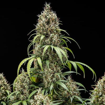 planta marihuana cookies gelato auto royal queen