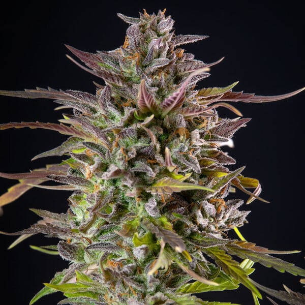 planta marihuana cookies gelato royal queen