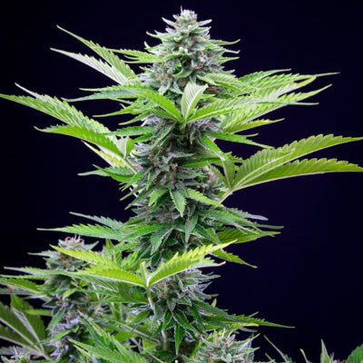 planta marihuana cbd ast eddy royal queen
