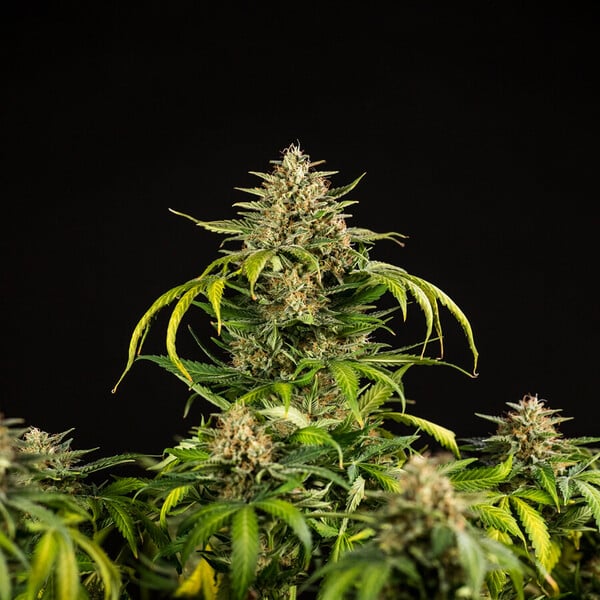 planta marihuana green gelato royal queen