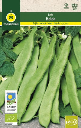 semilla judia helda