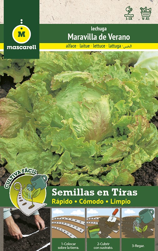 semillas lechuga