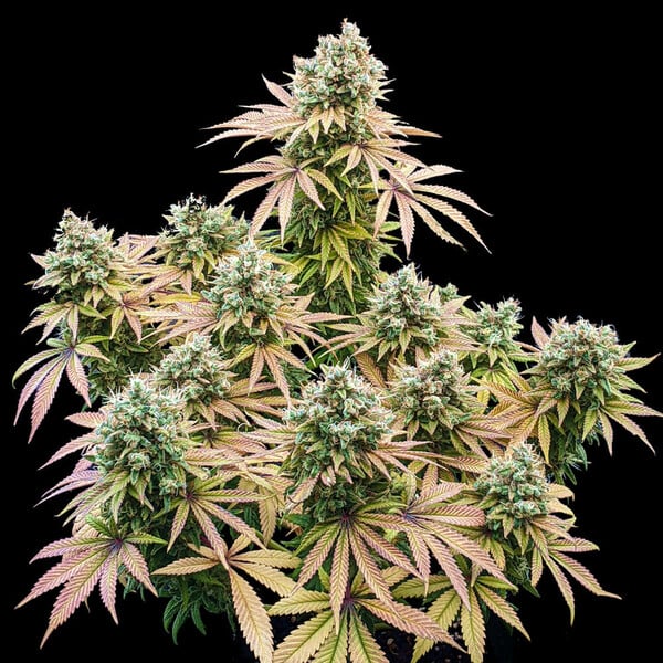 planta marihuana lemon shining silver haze