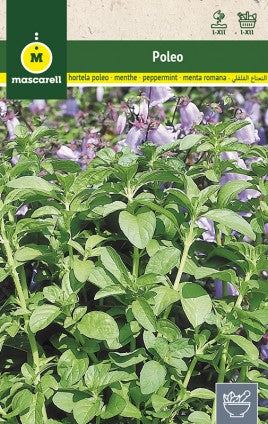 menta poleo semillas