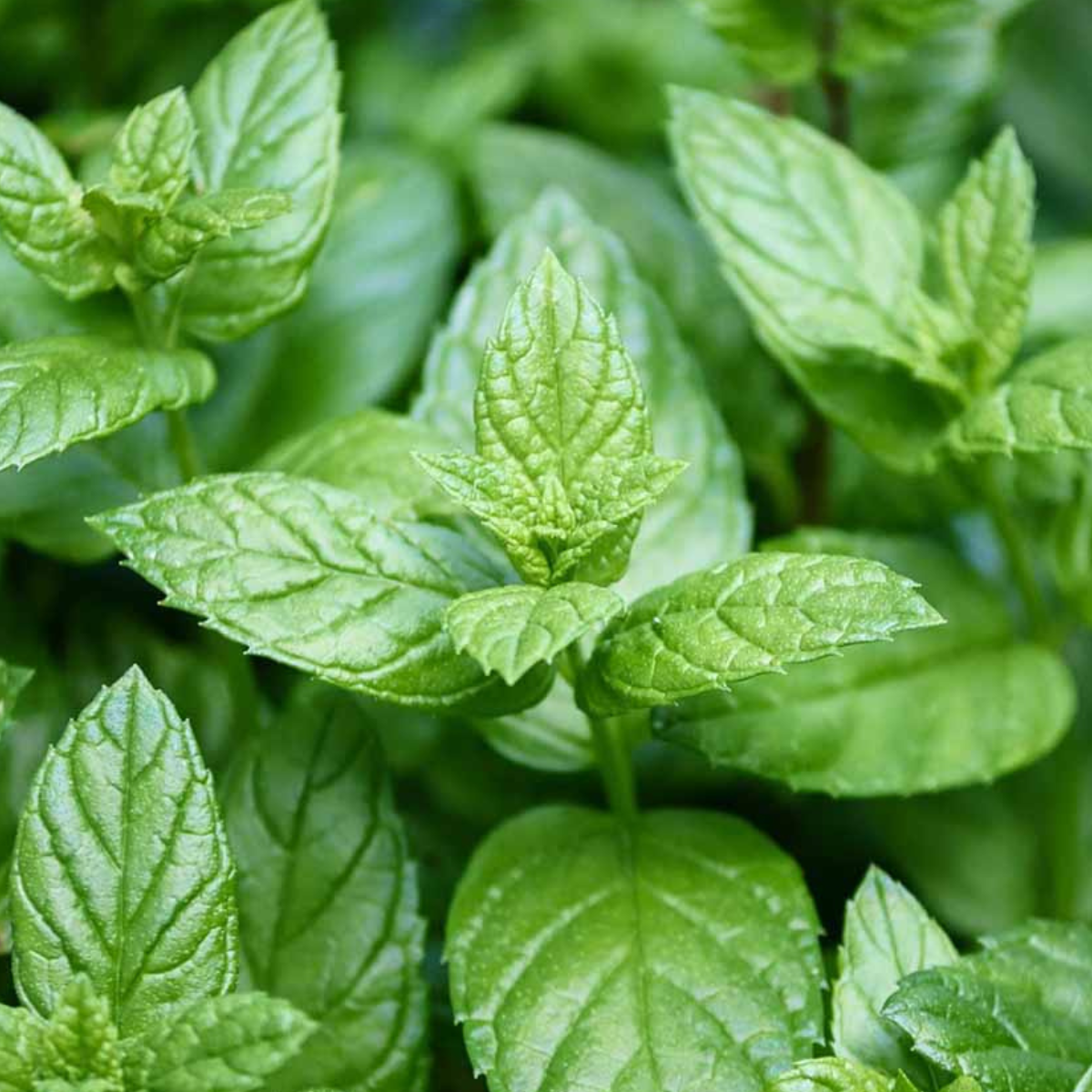 planta de menta piperita cultivada en casa con kit grow me menta