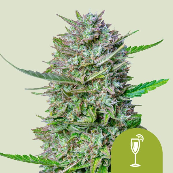 planta marihuana mimosa auto royal queen