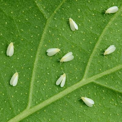 Solución ecológica para plagas en huerto urbano – Mobet y Bio Neem