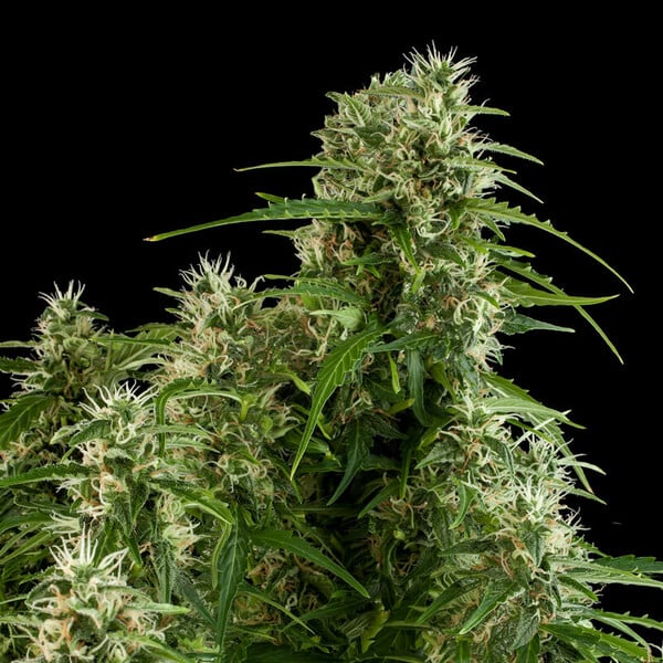 planta marihuana auto northern ligth