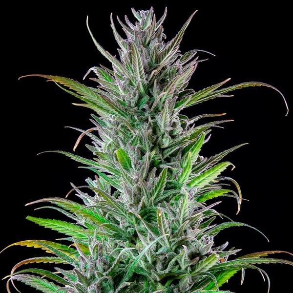 planta marihuana northern light