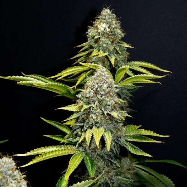 planta marihuana og kush