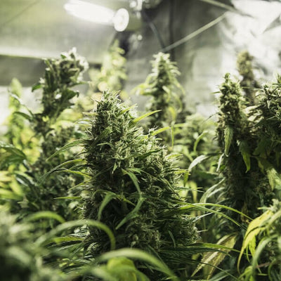 planta marihuana cbd painkiller xl royal queen