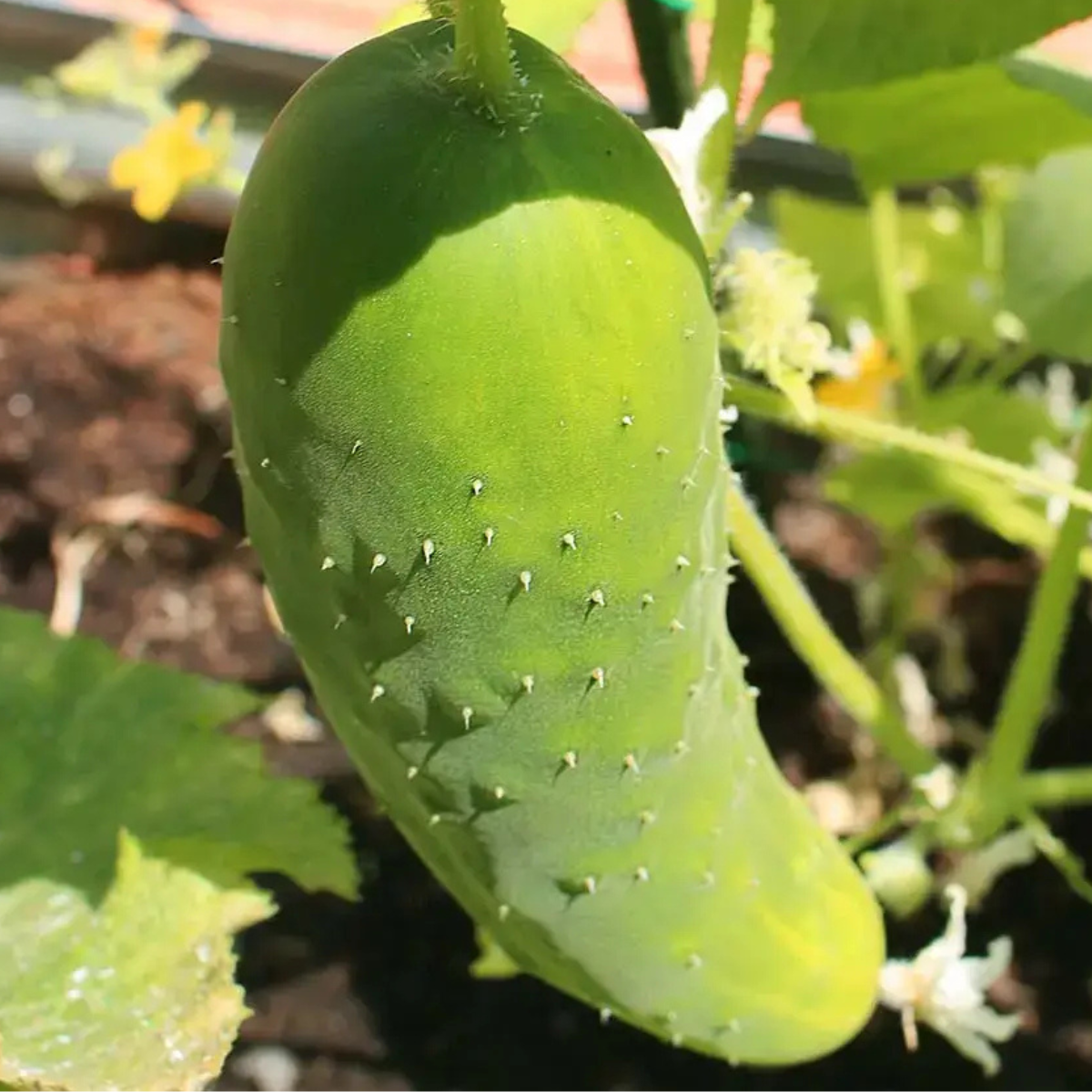 planta de pepino largo verde cultivada en casa con kit grow me