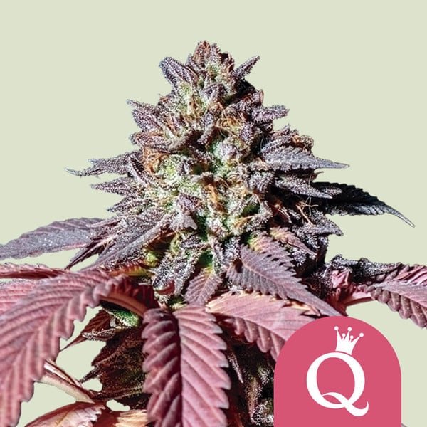 foto planta marihuana purple queen