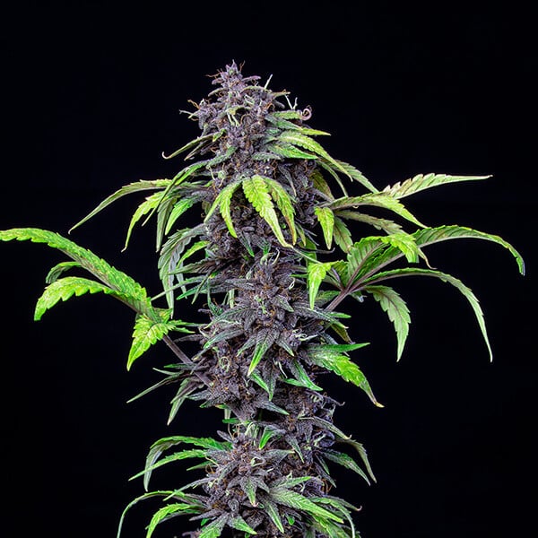 planta marihuana cbd purplematic