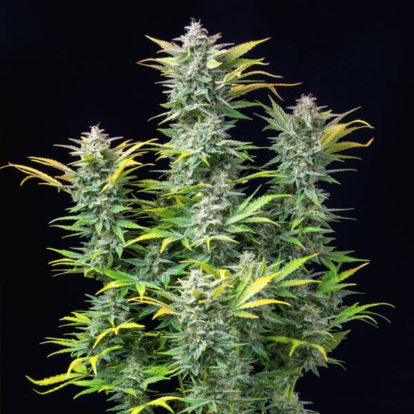 planta marihuana auto quick one
