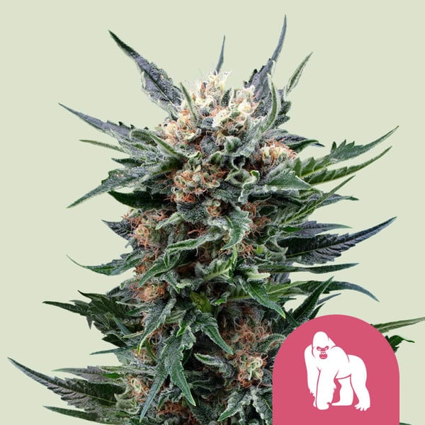 foto planta marihuana royal gorilla