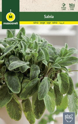 salvia semillas planta