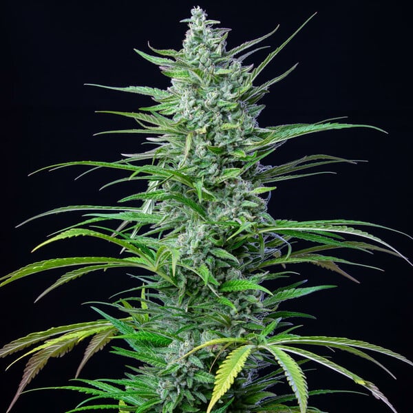 foto planta marihuana special-kush