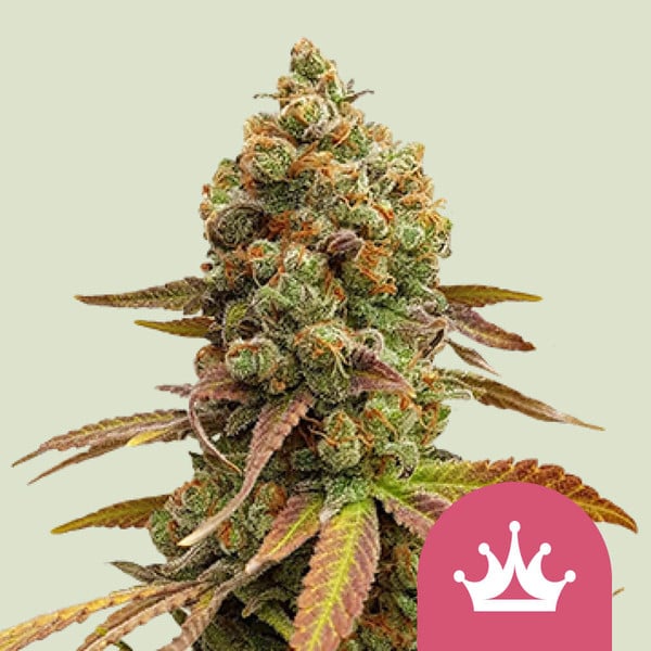 foto planta marihuana special queen1