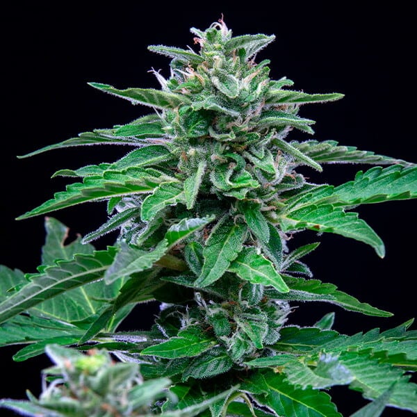 planta cbd stress killer royal queen