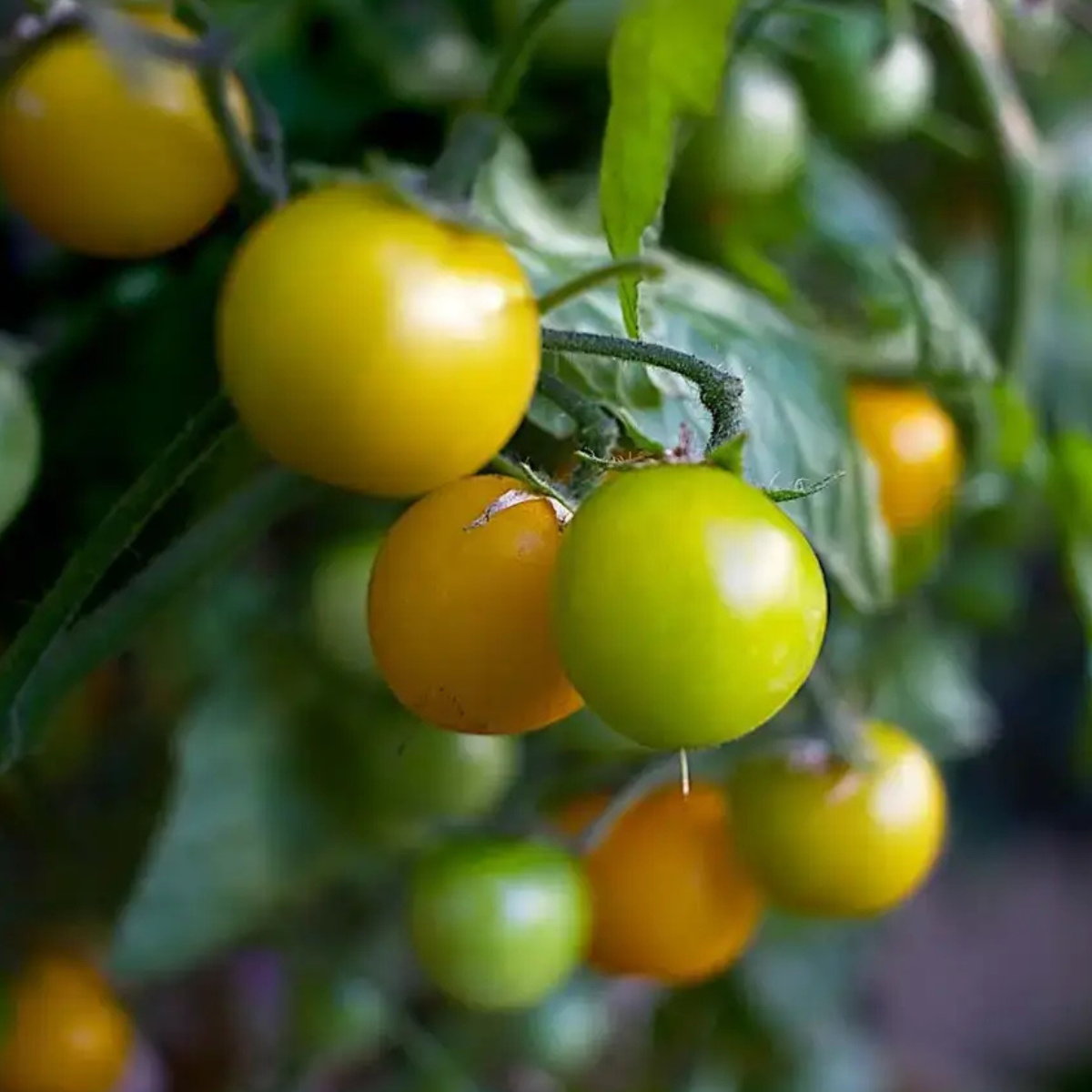 planta de tomate cherry cultivada en casa con kit grow me