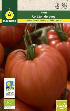 tomate corazon de buey semillas