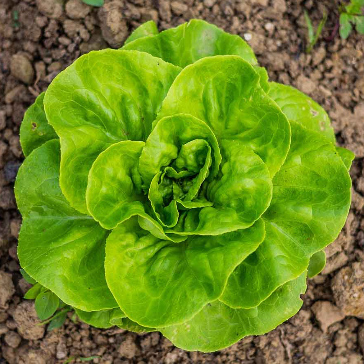 planta de lechuga trocadero cultivada en casa con kit grow me lechuga