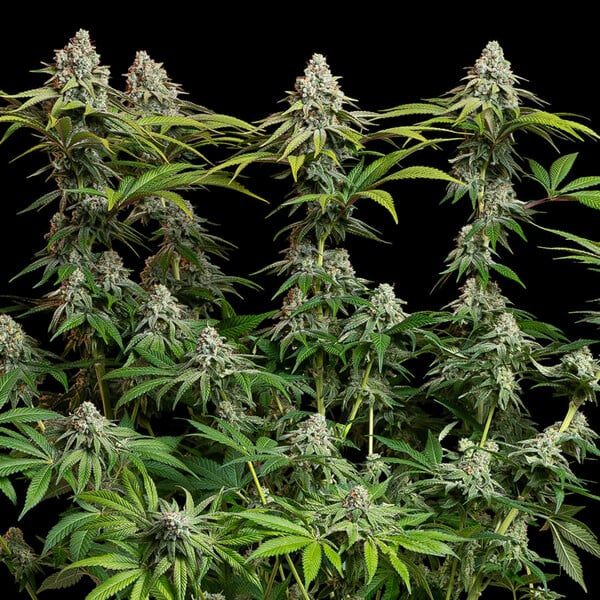 planta marihuana white widow feminizada