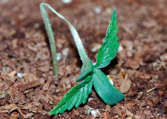 Damping Off: Qué es, cómo se manifiesta y cómo afecta a las plantas