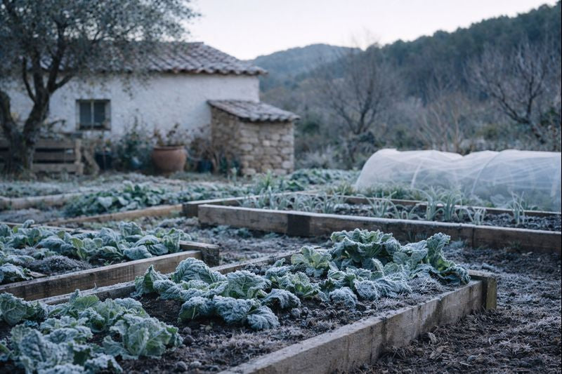 Huerto mediterráneo en invierno con helada nocturna y plantas cubiertas de escarcha