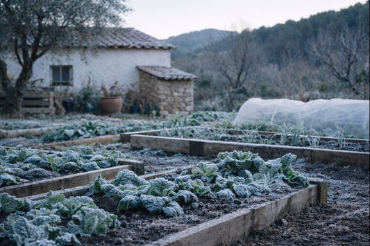 Huerto mediterráneo en invierno con helada nocturna y plantas cubiertas de escarcha