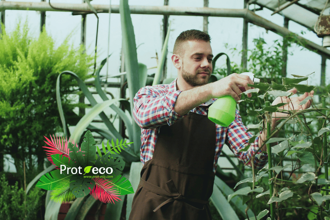 Plagas de finales de verano en plantas: cómo tratarlas | Prot-eco